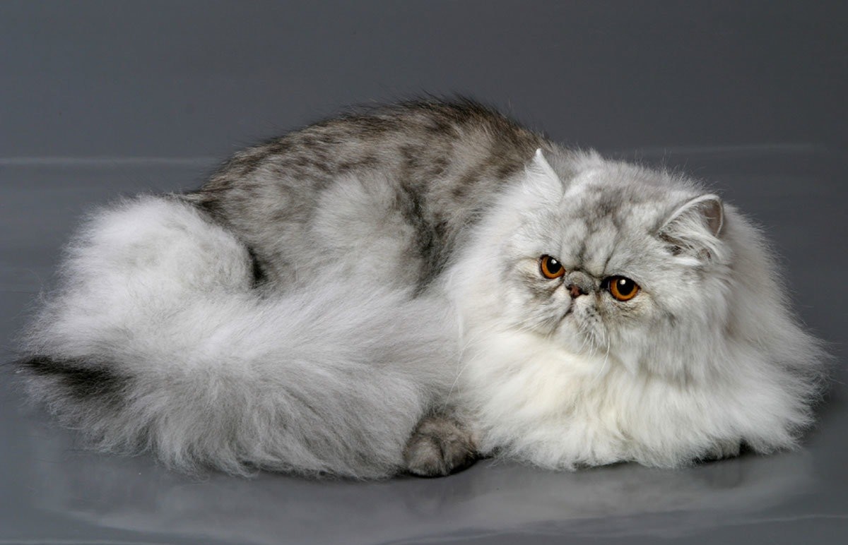 Персидские кошки и коты