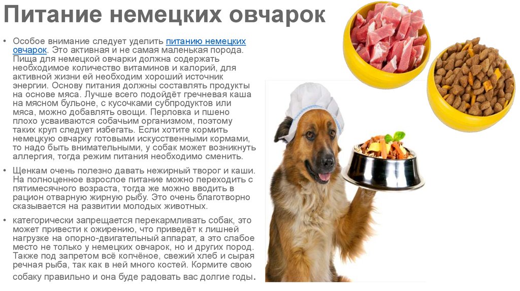 Чем и как правильно кормить щенка?