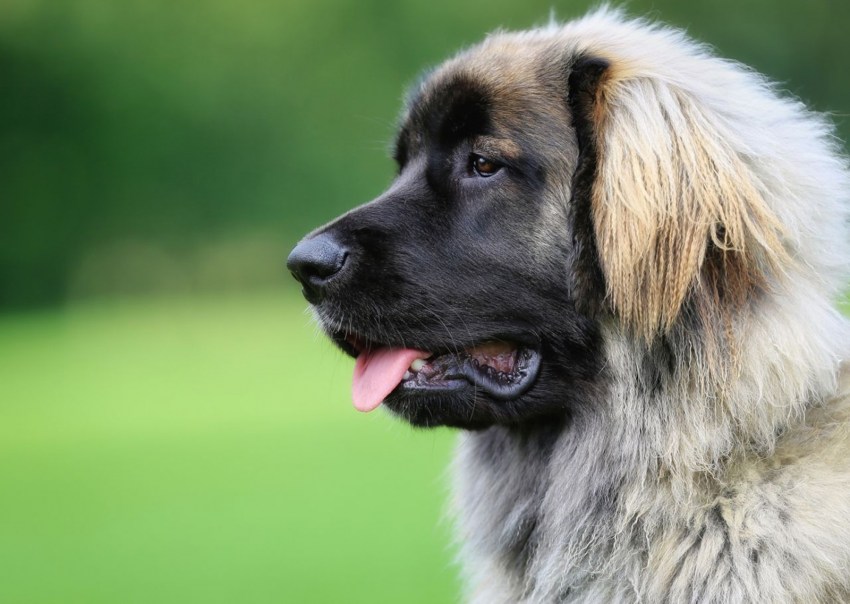 Леонбергер (собака): описание породы, характер