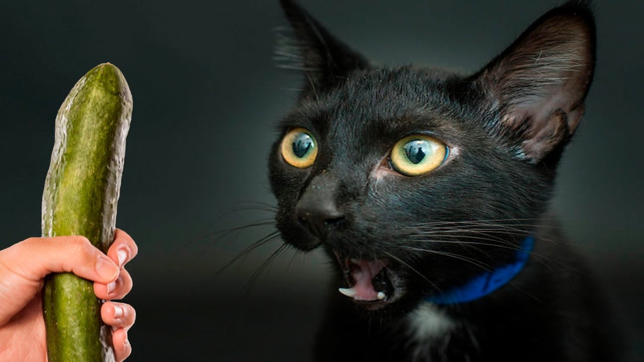 Почему коты боятся огурцов на самом деле