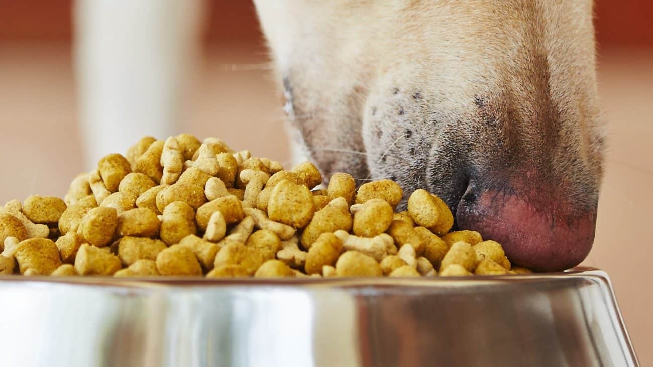 Как перевести собаку на сухой корм с натурального питания