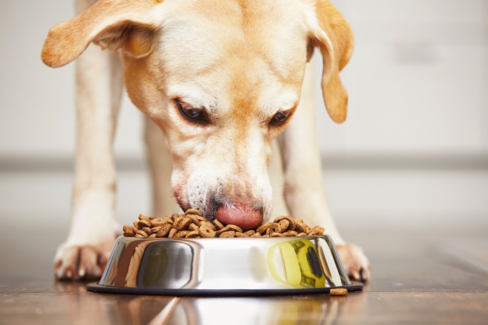 Сколько собака может прожить без еды и воды