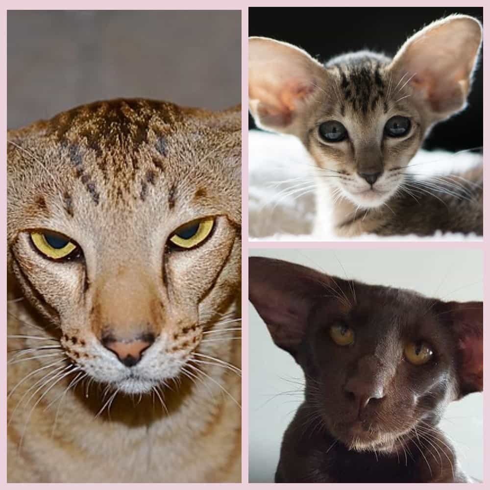 Кот грузин или кошки, похожие на грузинов