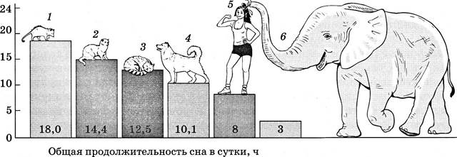 Сколько спят собаки в сутки, а также месячные щенки