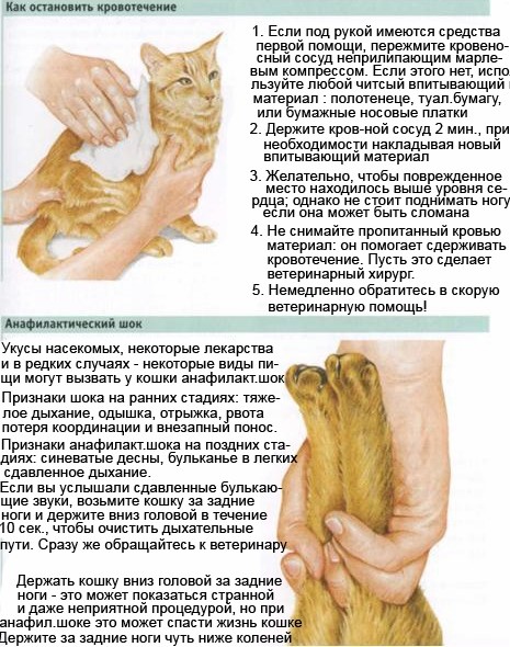 Судороги у кота: причины, что делать, лечение