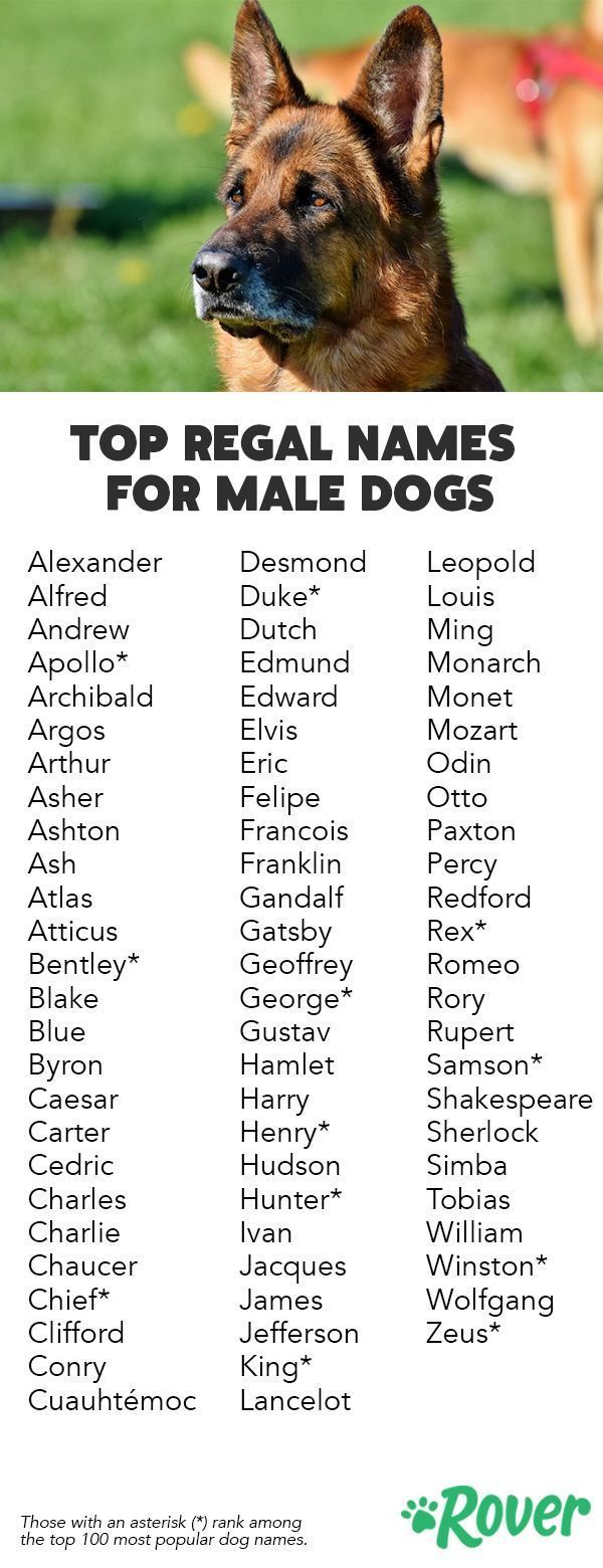 Английские клички для собак мальчиков и девочек
