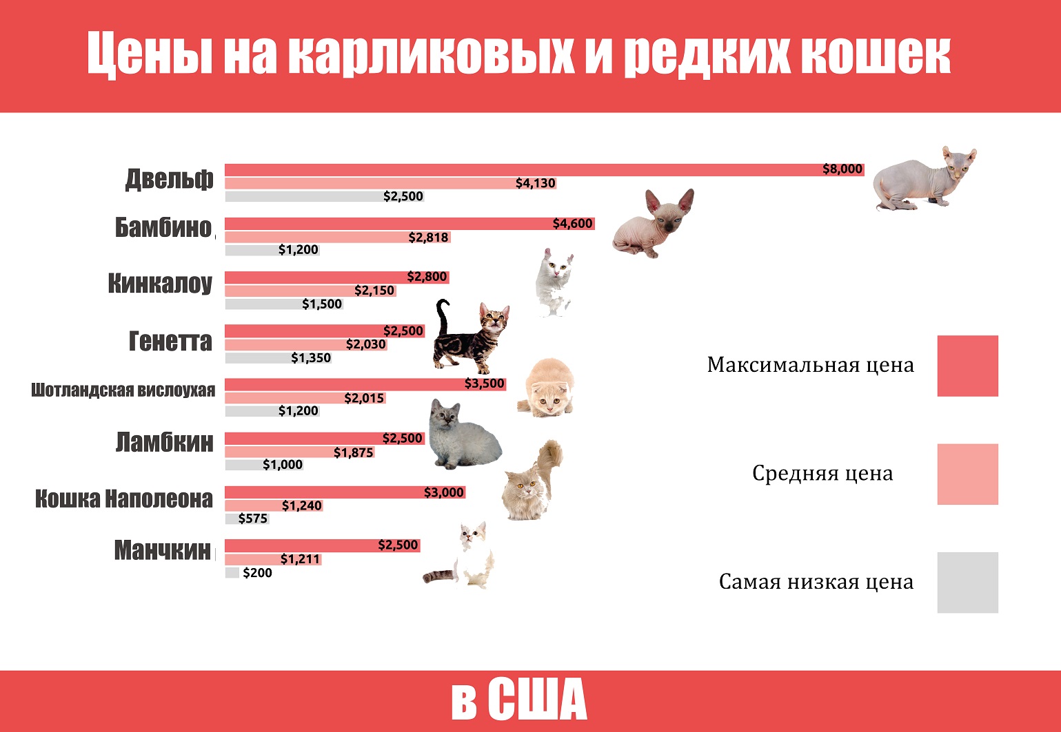 Содержание кошки. Расценки кошек. Сравнение размеров кошек. Сравнительная таблица пород кошек. Породы кошек по стоимости.