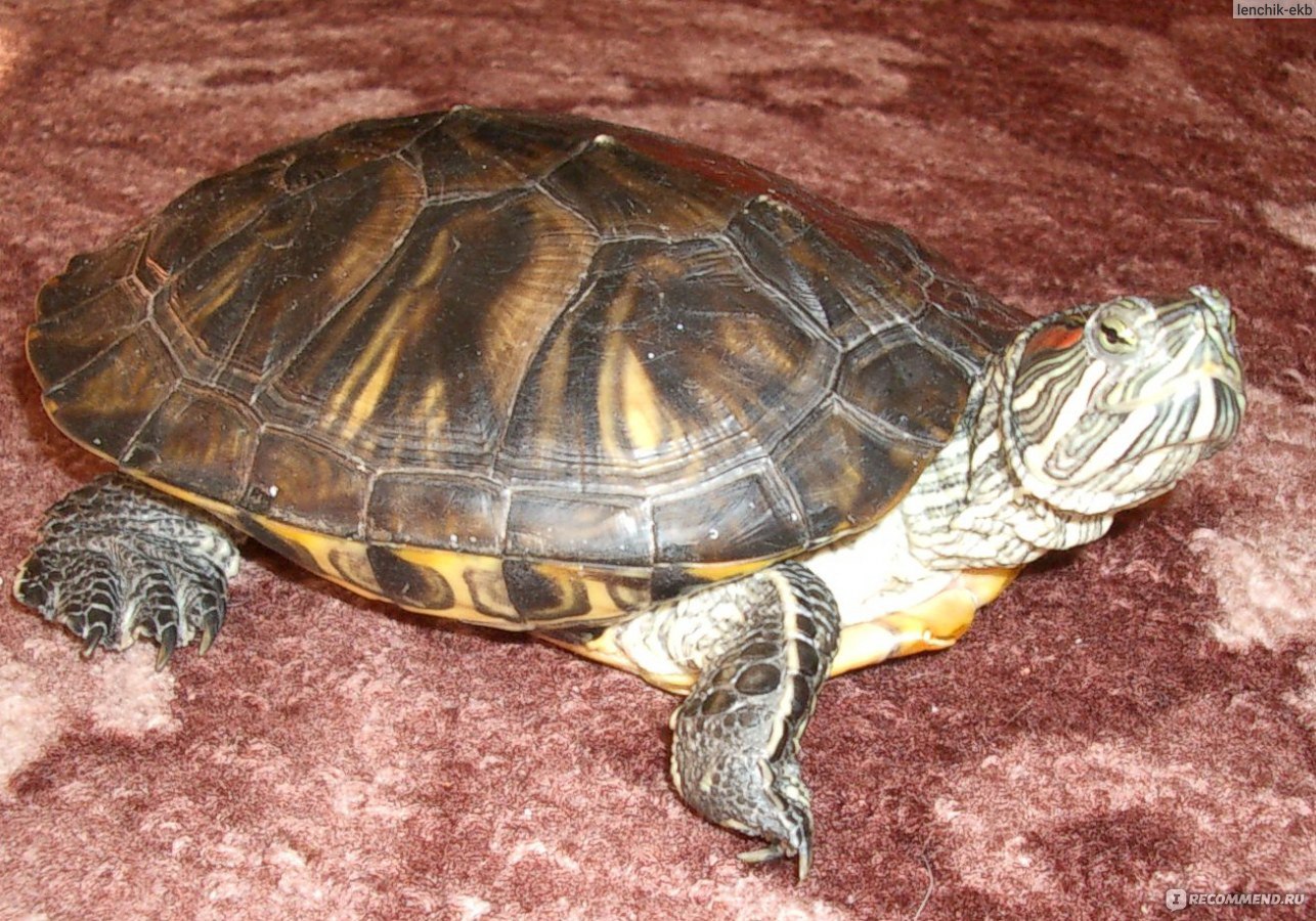 Сколько живут черепахи: продолжительность жизни водных и сухопутных