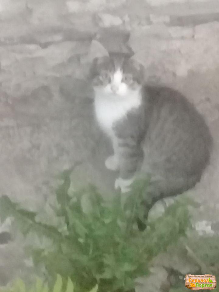 Как и какого выбрать котенка?