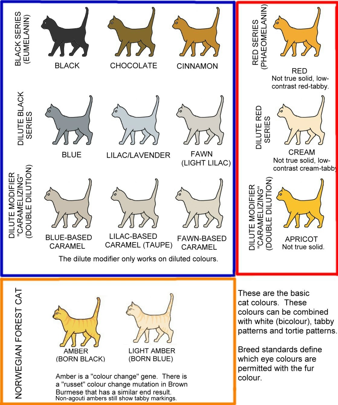 Полосатый кот: примеры пород и окраски