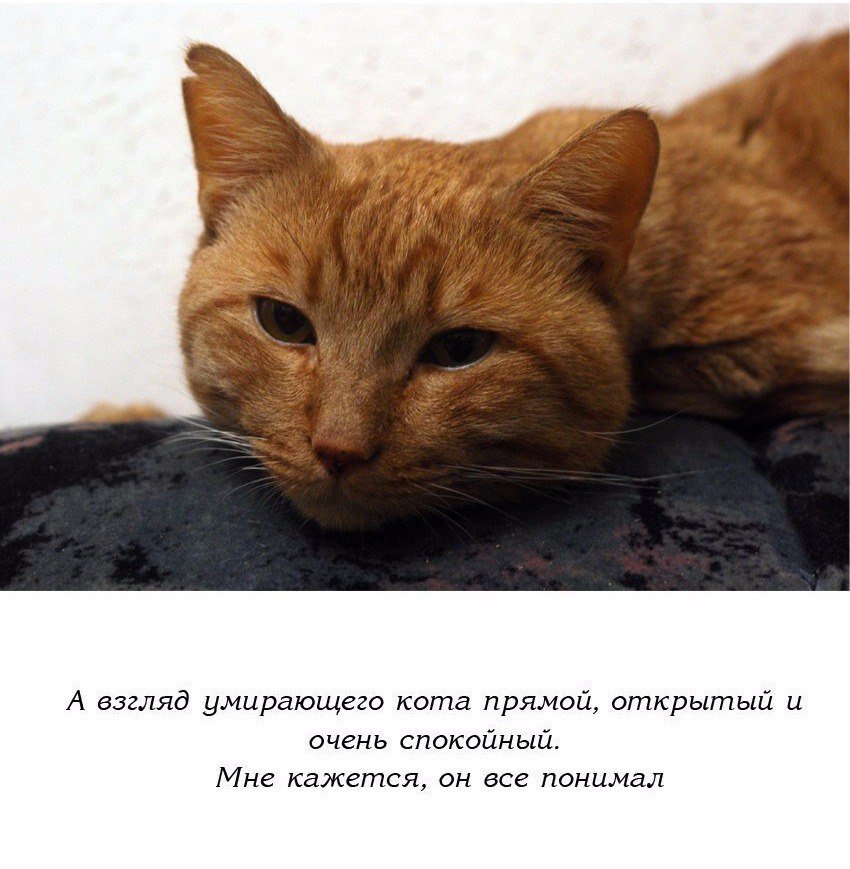 Почему кошки уходят умирать из дома предчувствуя свою кончину