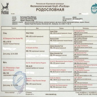 Родословная кота образец