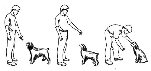 Как научить собаку давать лапу в домашних условиях