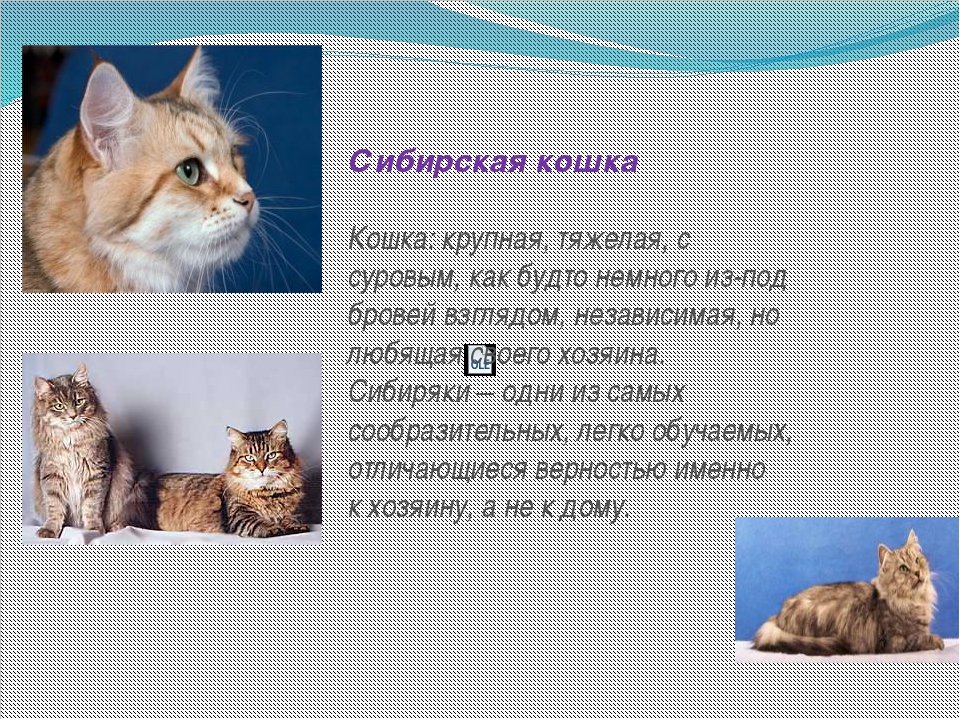Интересные факты о кошках, которые ты не знал