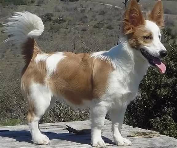 Алопекис (Маленькая греческая собака)