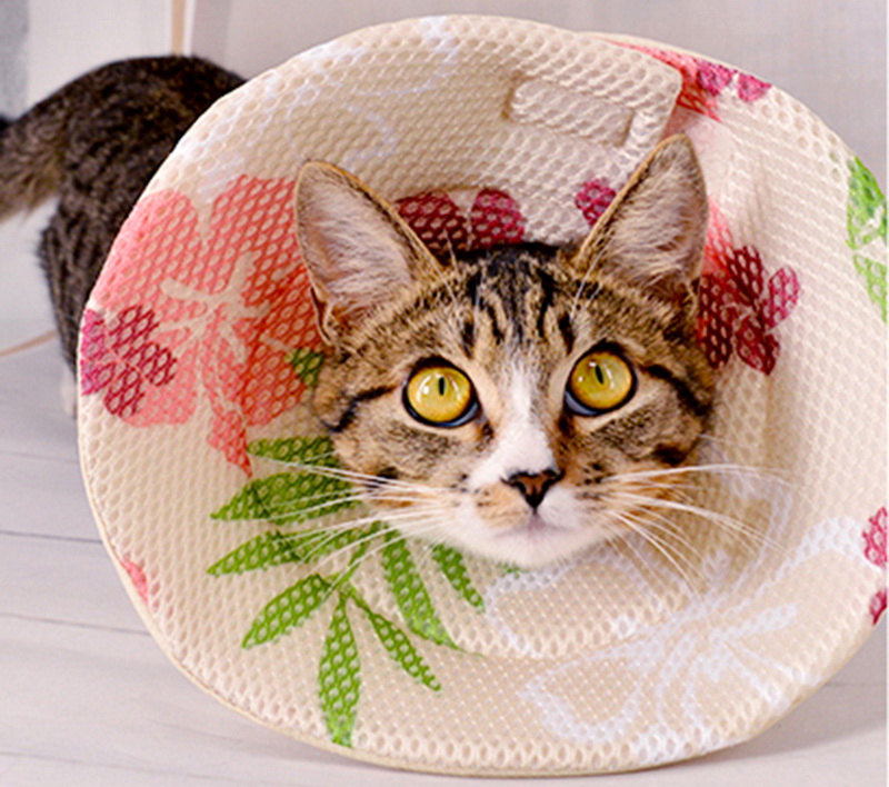 Защитный воротник для кошки: средство барьерной терапии