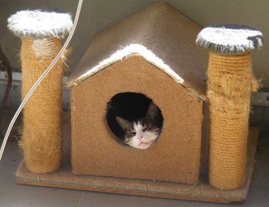 Насколько нужен свой домик кошке