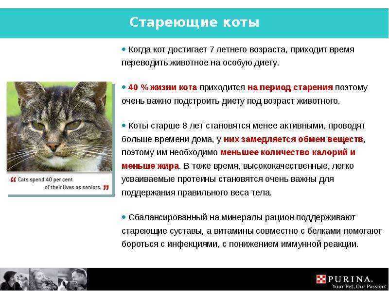 Кошачья старость: что изменить в условиях содержания