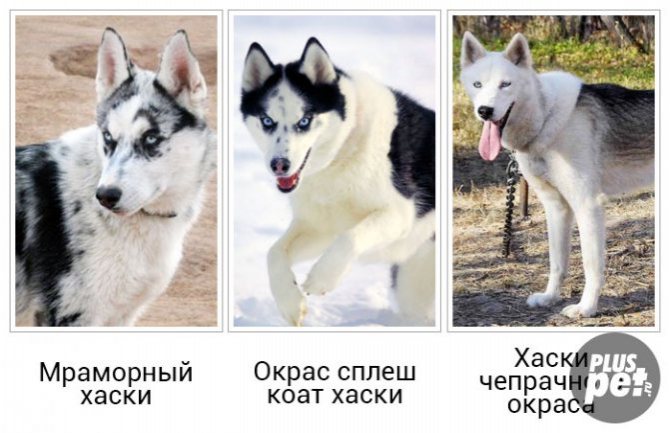 Белая хаски, черная, коричневая: все окрасы породы