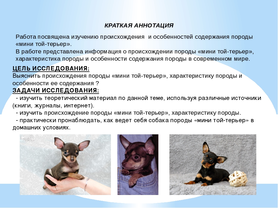 Той-терьер (русский и московский): описание породы