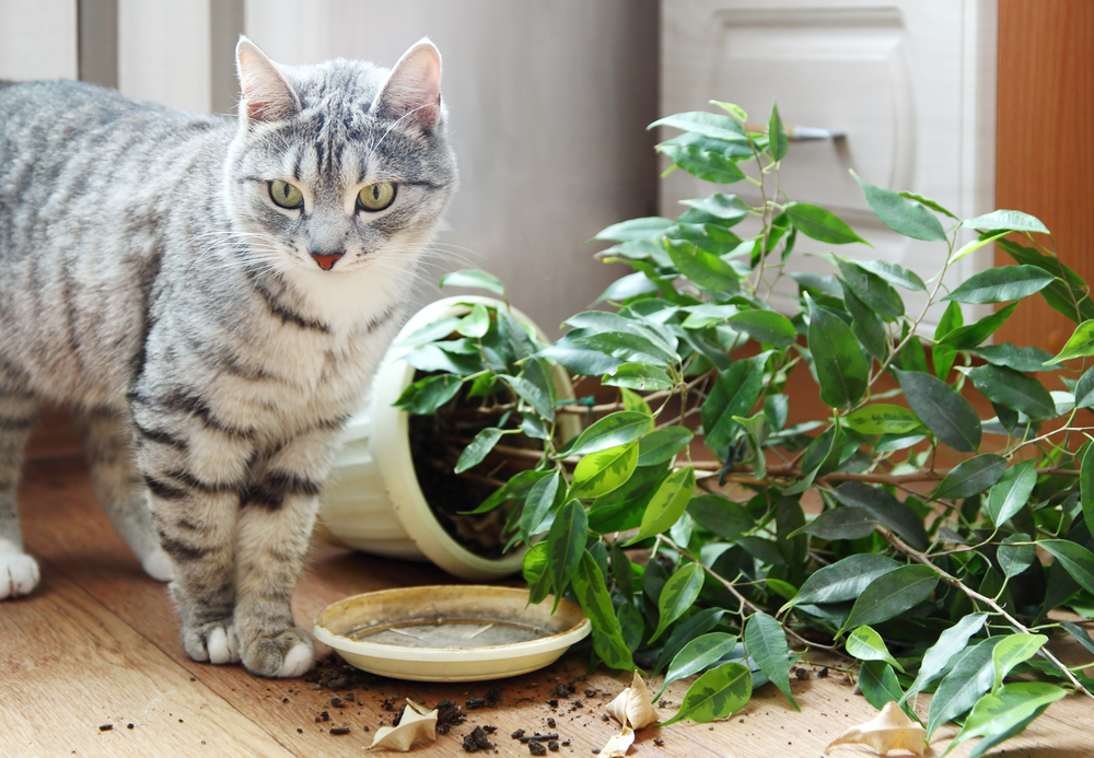 7 способов как спасти домашние цветы от кошки, которая постоянно их выворачивает