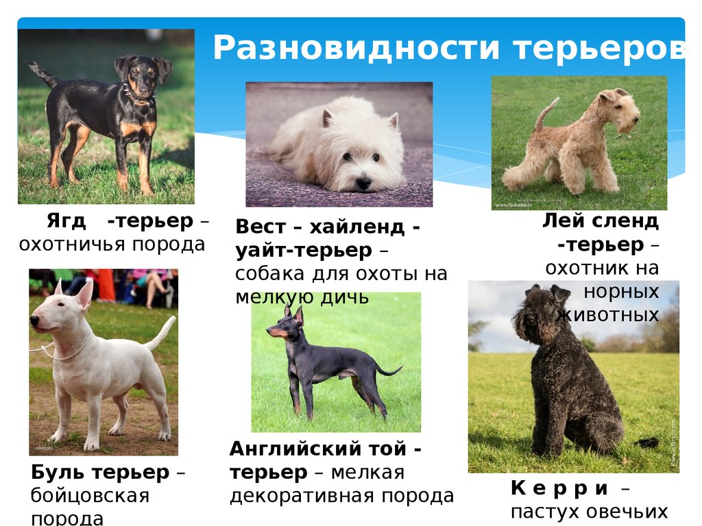 Бульдоги: группа собак