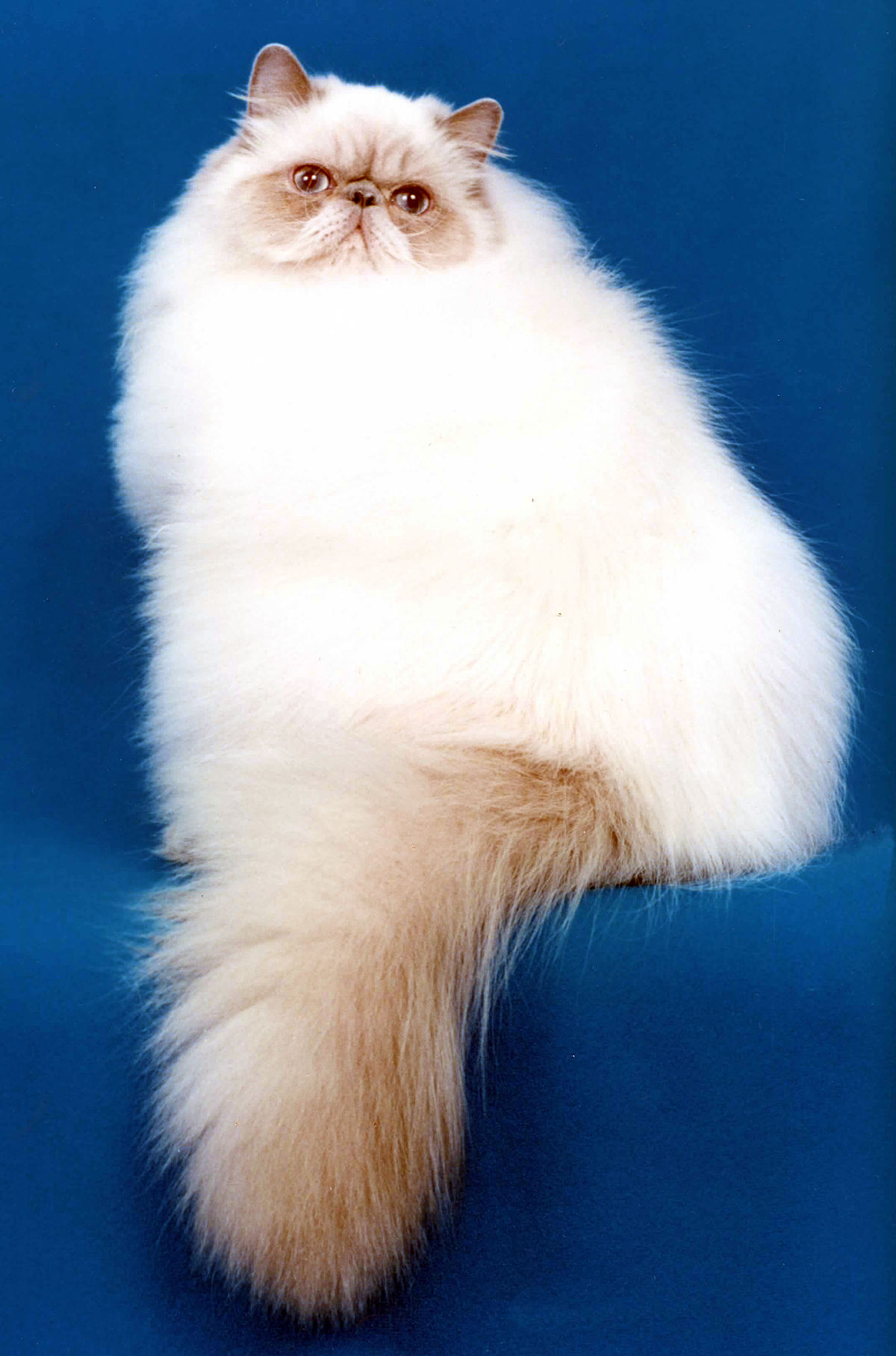 Гималайская кошка — характер котов и котят