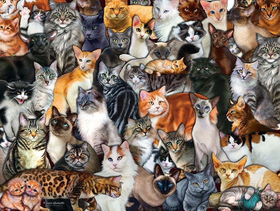 7 пород кошек, которые отличаются своей «болтливостью»