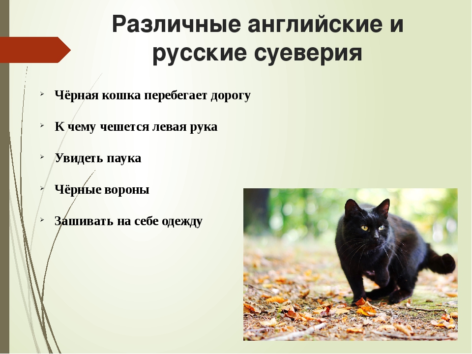 10 русских примет. Приметы о котах. Приметы и суеверия. Русские приметы. Народные приметы про кошек.