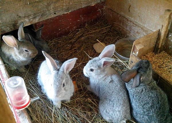 Разведение кроликов в домашних условиях для начинающих