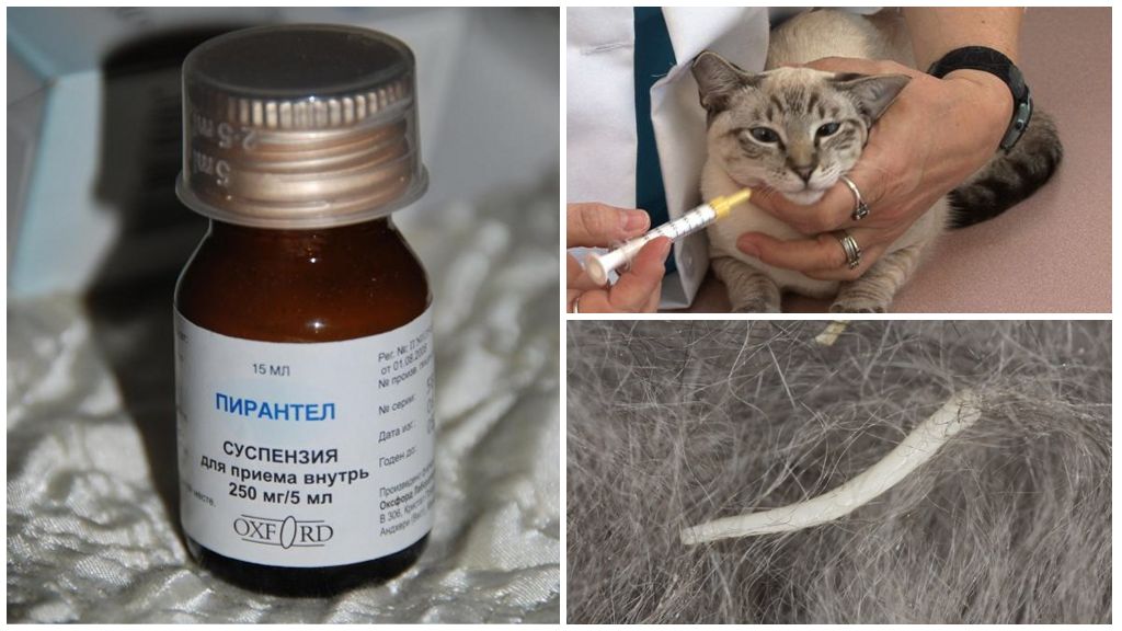 Пирантел для кошек: как защитить питомца от паразитов