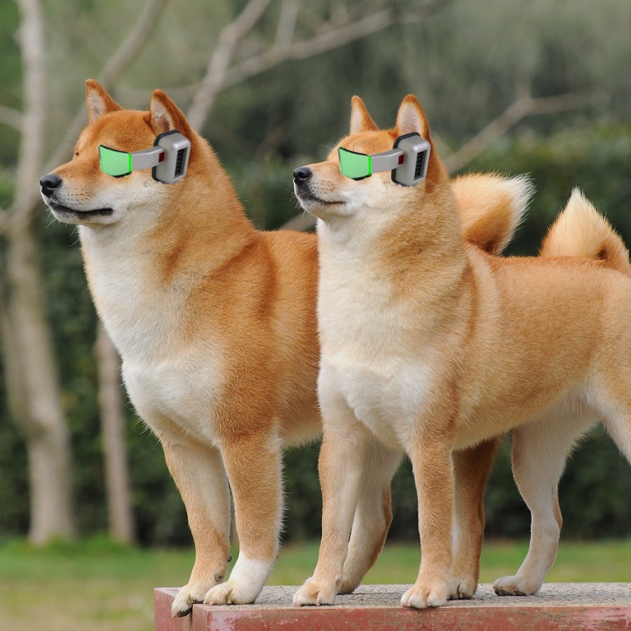 Сикоку — редкая порода собак, выведенная в Японии