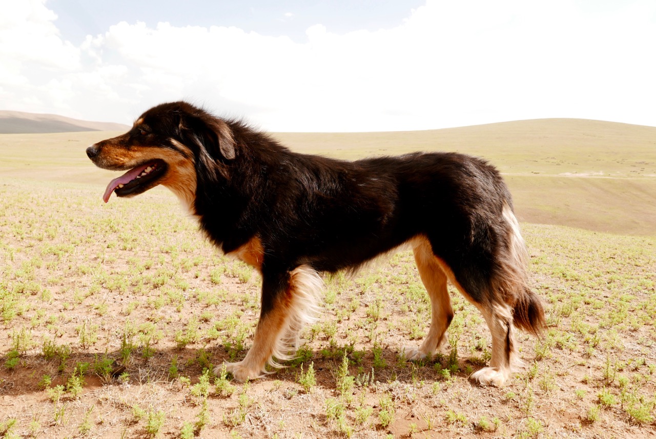 Монгольская овчарка банхар: описание породы