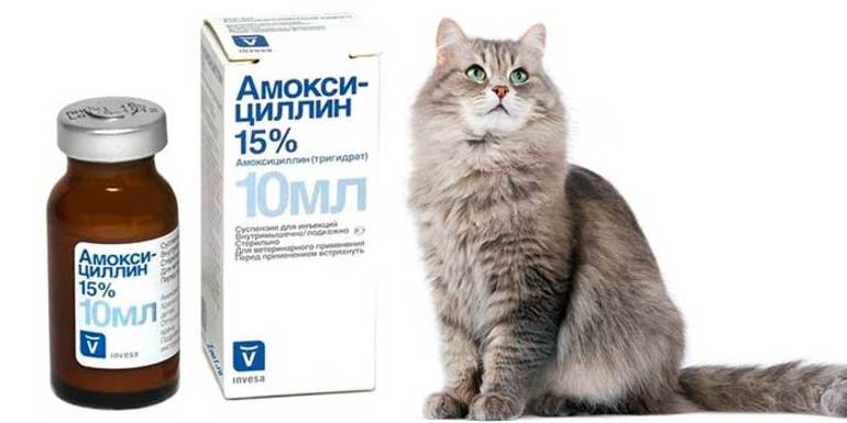 Амоксициллин для кошек: инструкция по применению