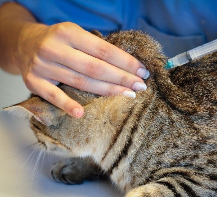 Гемобартонеллез у кошек: симптомы и лечение