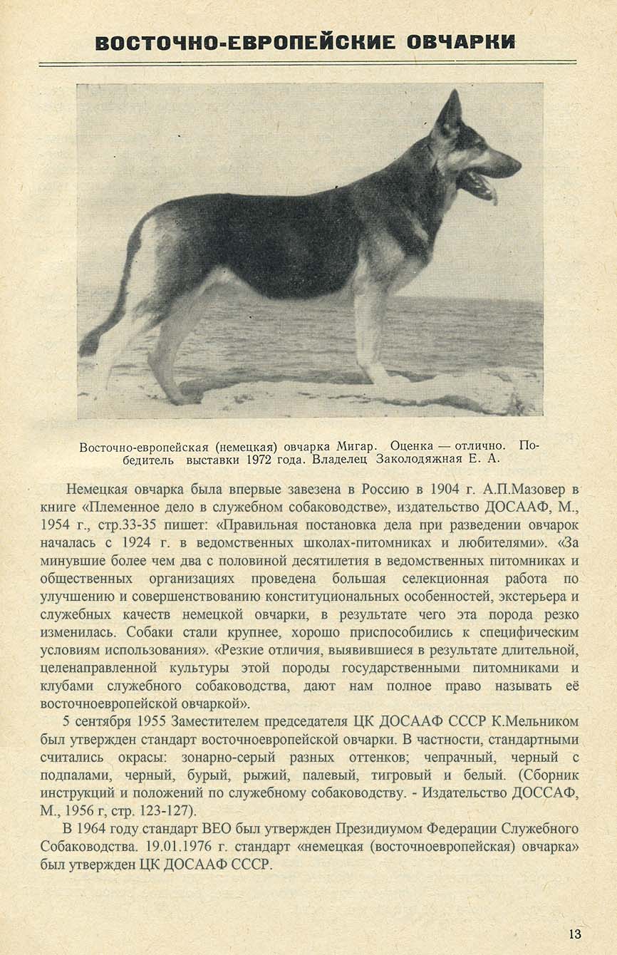 Восточноевропейская овчарка (ВЕО): крупная собака с необычной историей