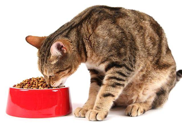 Зачем кошка закапывает еду