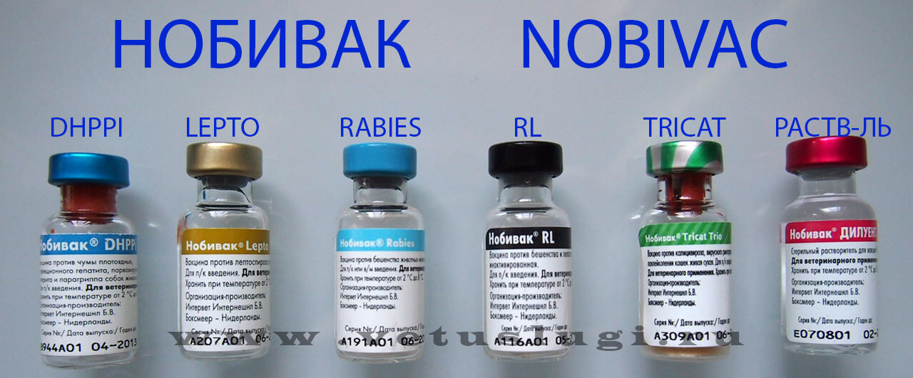 Инструкция по применению вакцины Нобивак