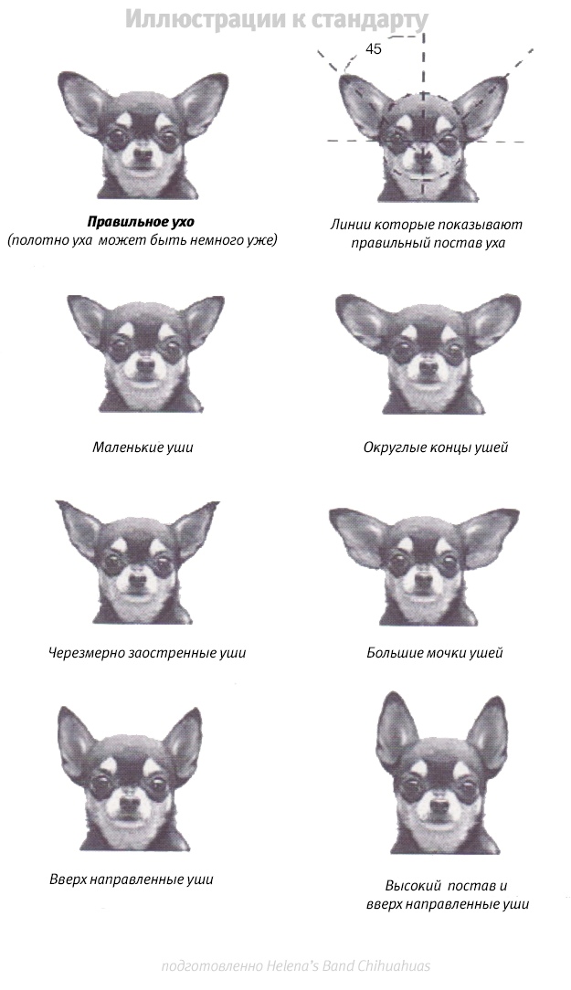Чихуахуа: описание породы собак, характер
