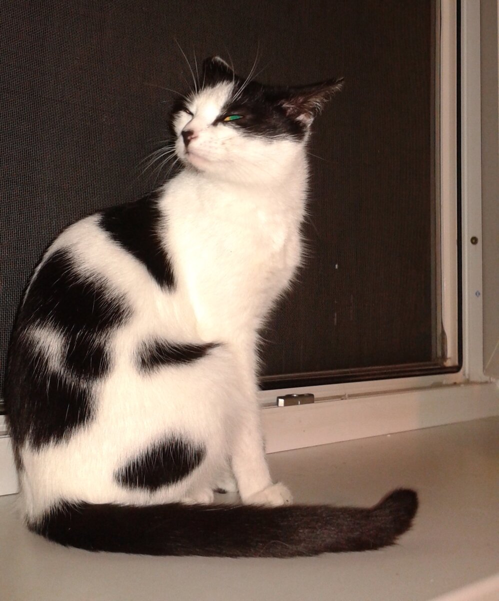 Кошки и коты — самые популярные животные?