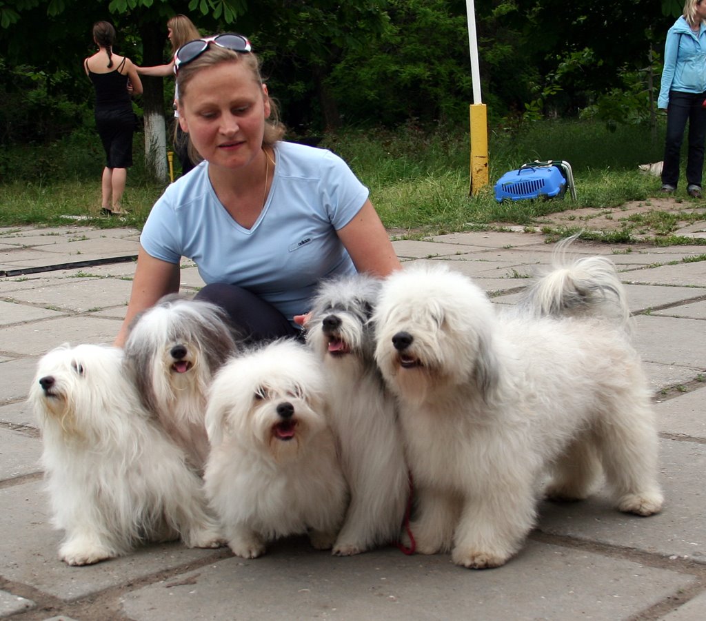 Одис (Одесская Домашняя Идеальная Собака)