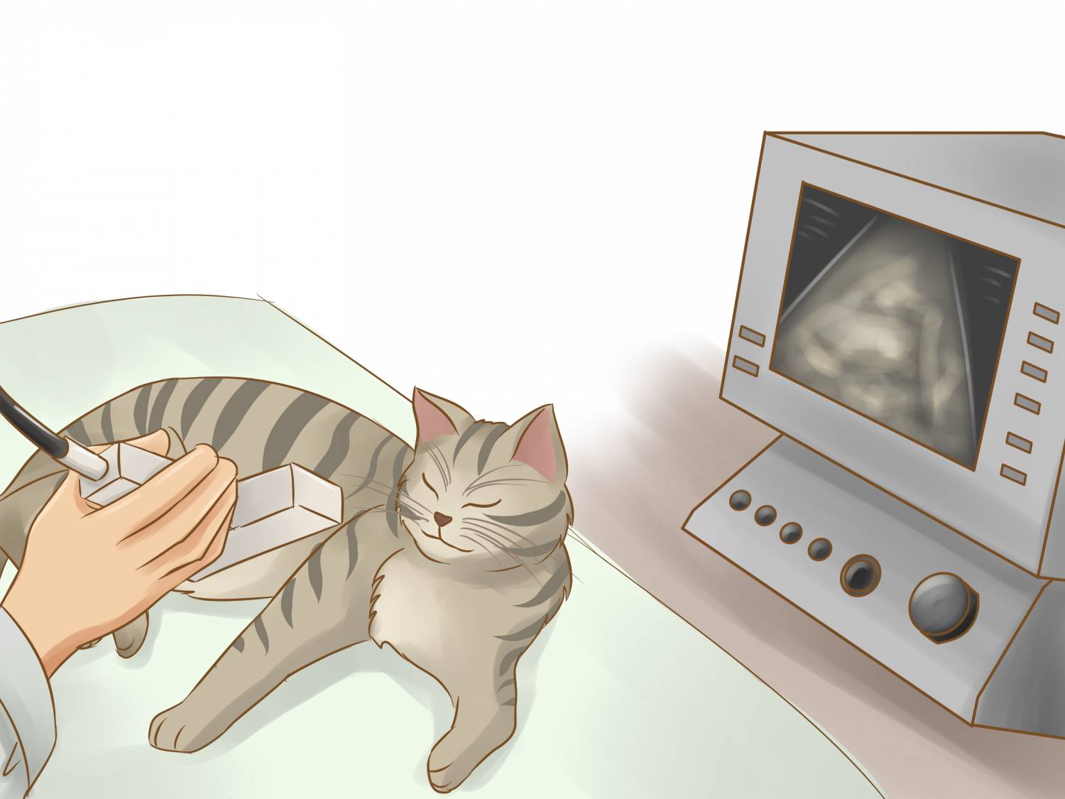 Сколько длится беременность у кошек: продолжительность