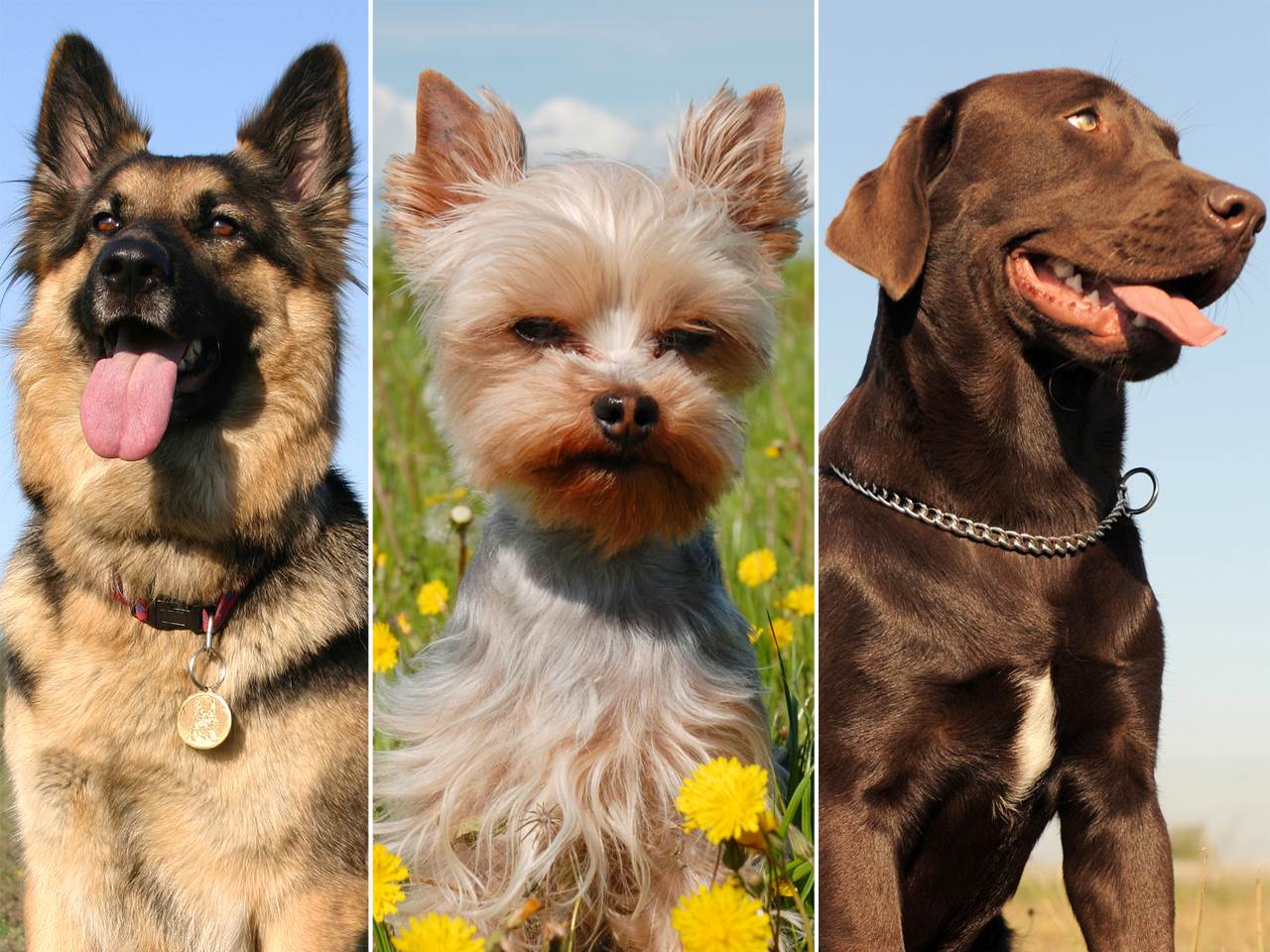 Модные породы собак: самые известные в России