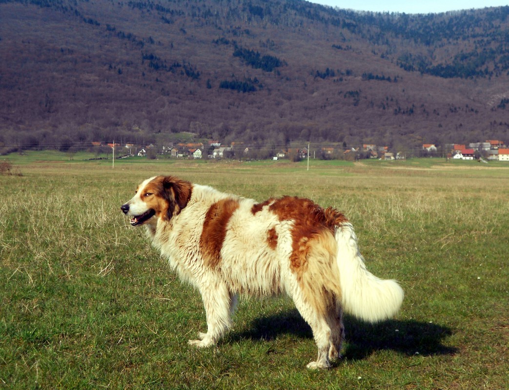 Торньяк (Боснийско-герцеговинско-хорватская пастушья собака)