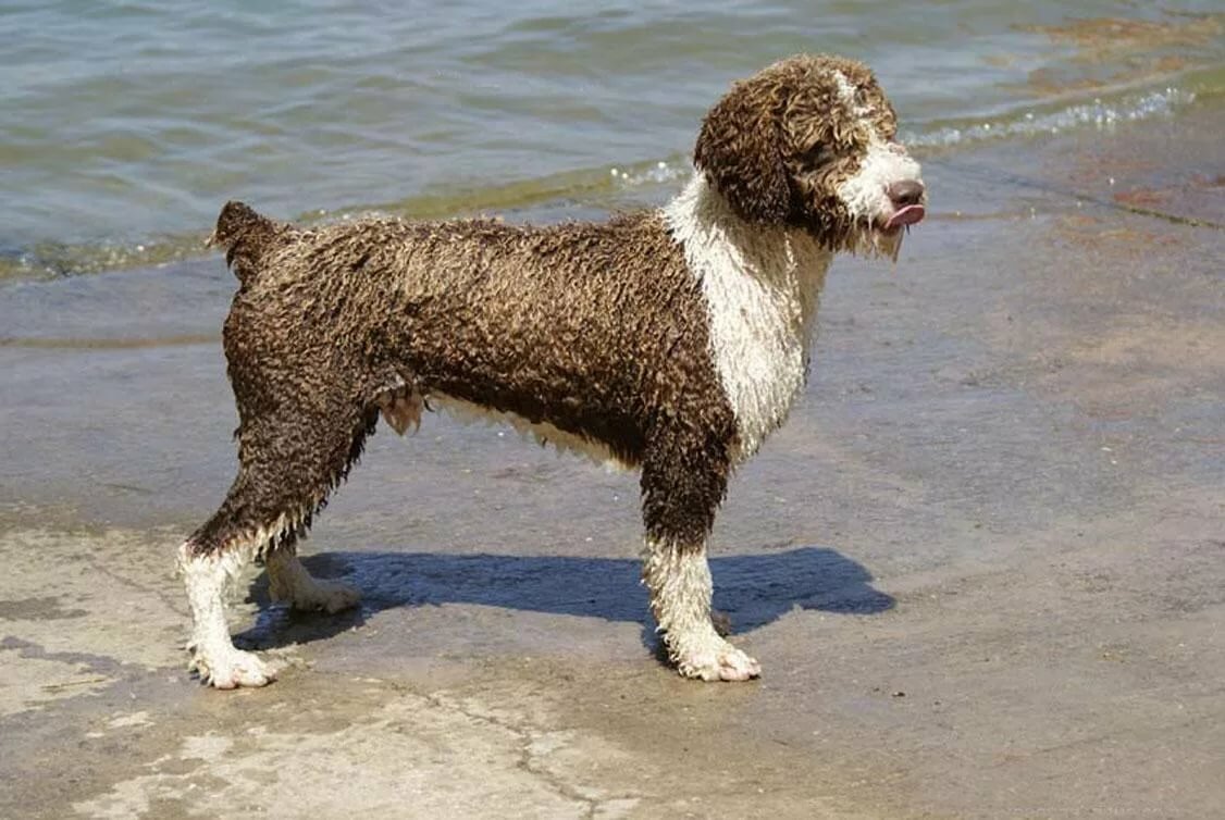 Испанская водяная собака: содержание питомца в домашних условиях