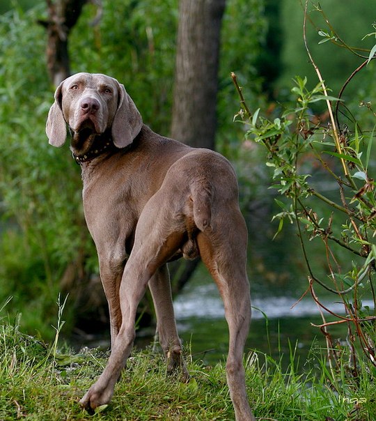 Веймарская легавая собака: описание породы