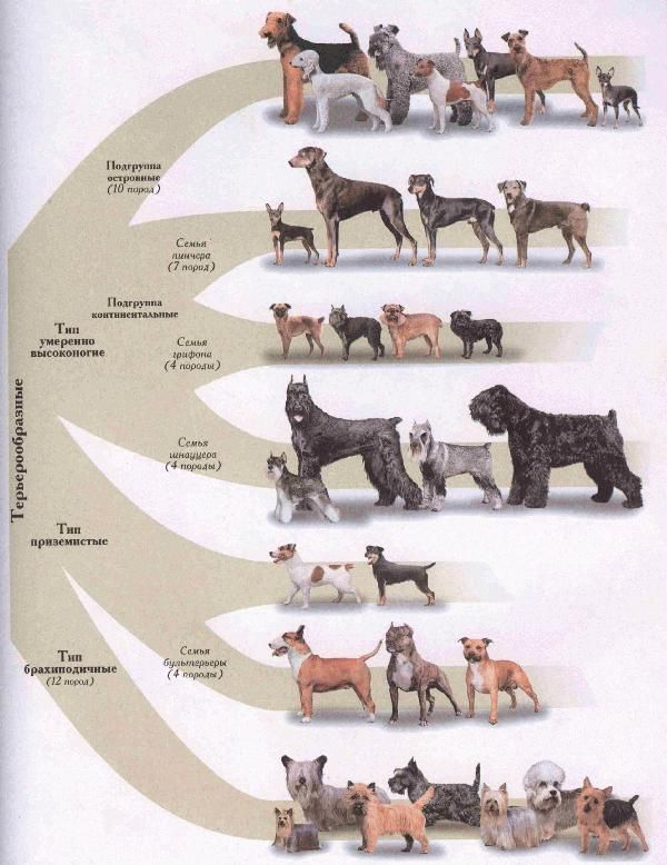Шнауцер (собака): все виды породы и их описание