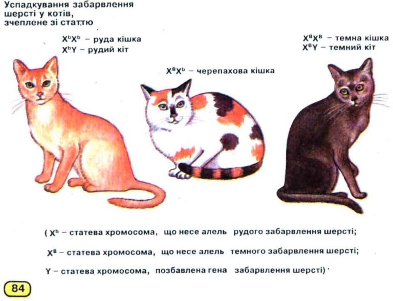 Хромосомы у кошки: количество, особенности, отклонения
