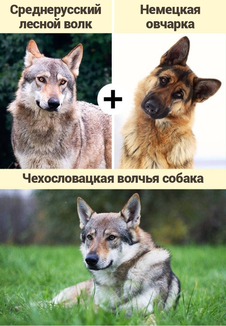Собака-волк: как называется помесь, описание гибрида