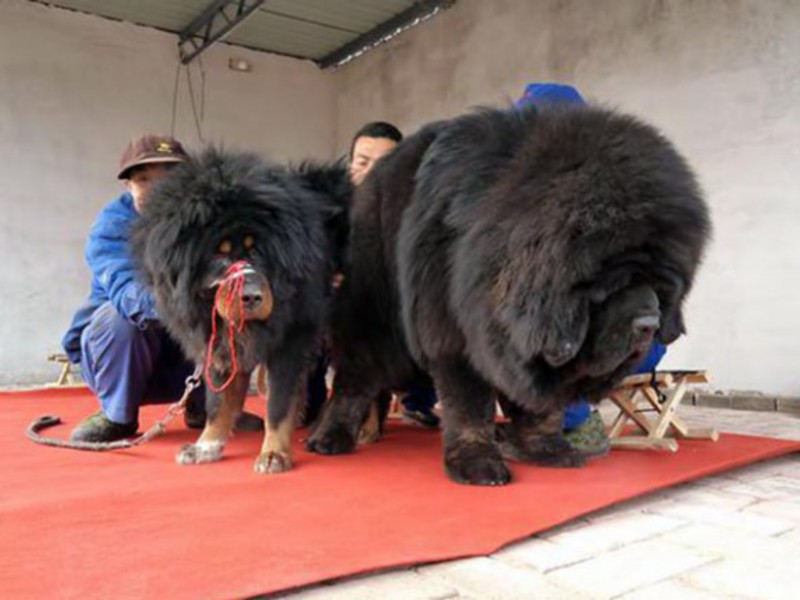Фото больших тибетского мастифа. Тибетский мастиф. Тибетский мастиф Хонг Донг. Тибетский мастиф великан. Тибетский мастиф с человеком.